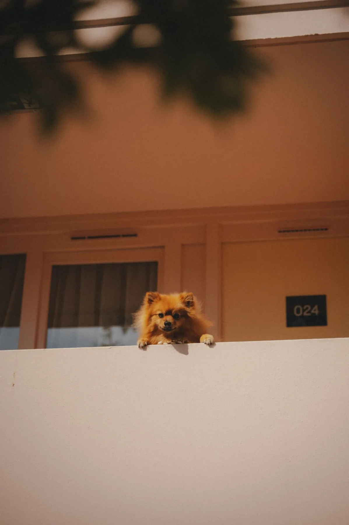 Petit chien penché au balcon de la chambre 024