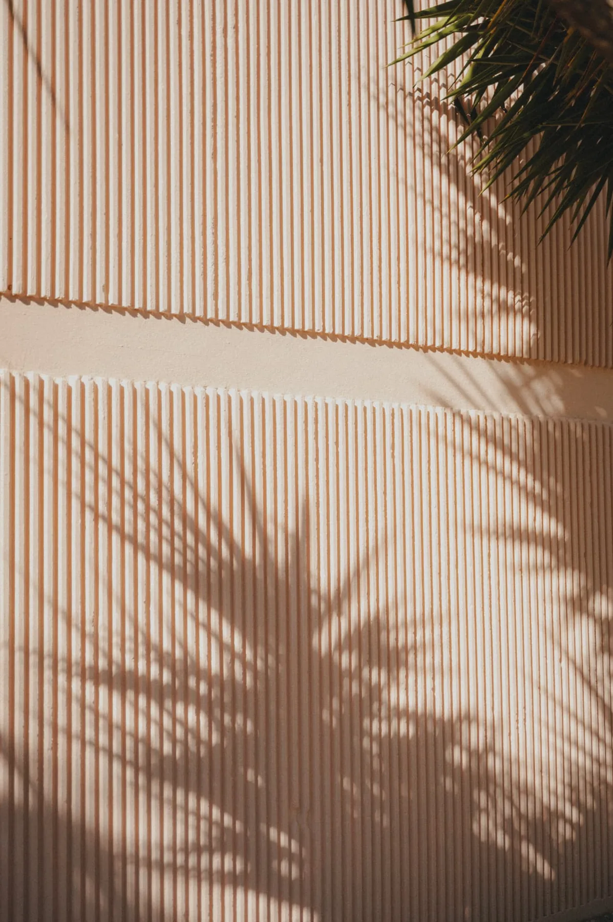 Ombre de palmier sur un mur rose du Motel