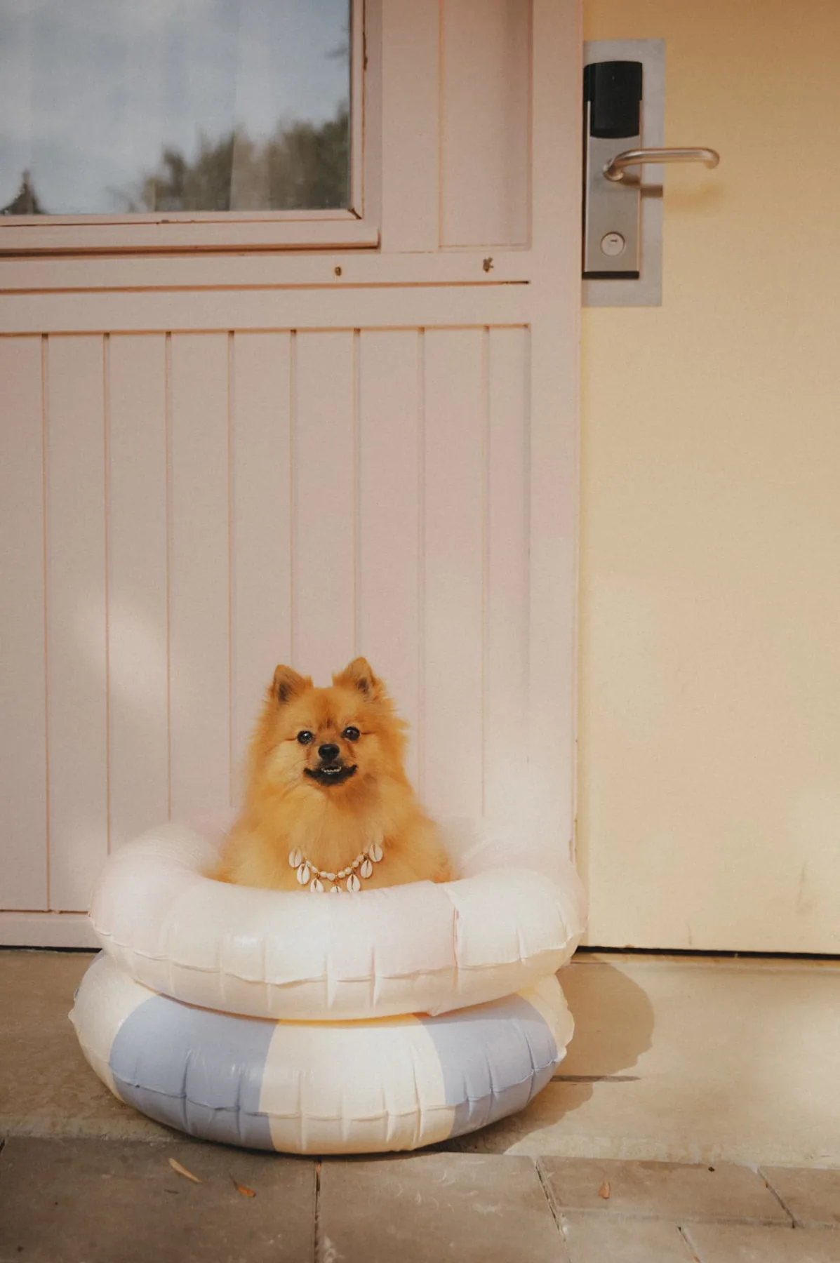 Petit chien installé dans une bouée devant une chambre